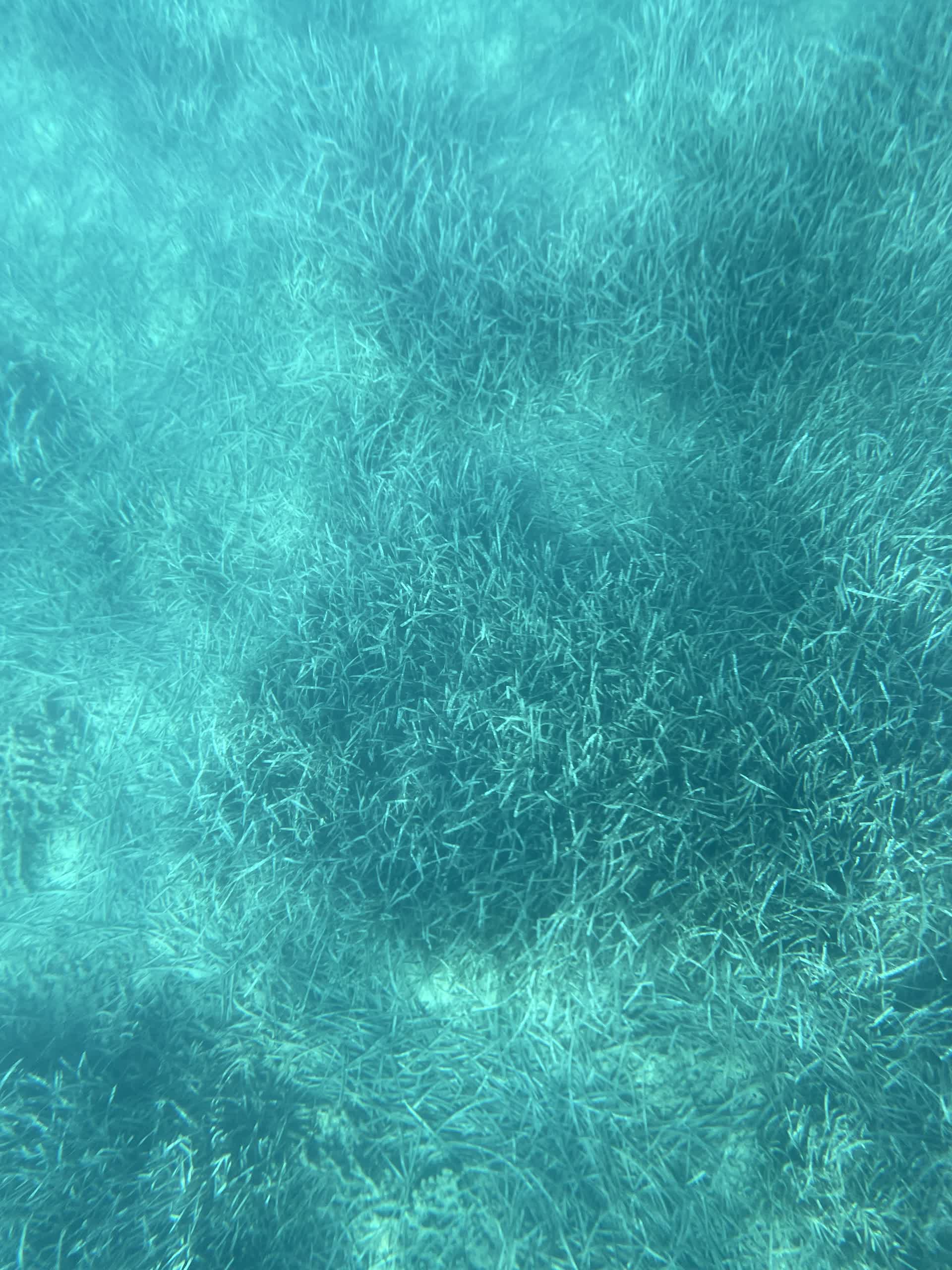海草